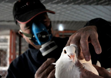 مكافحة أنفلونزا الطيور